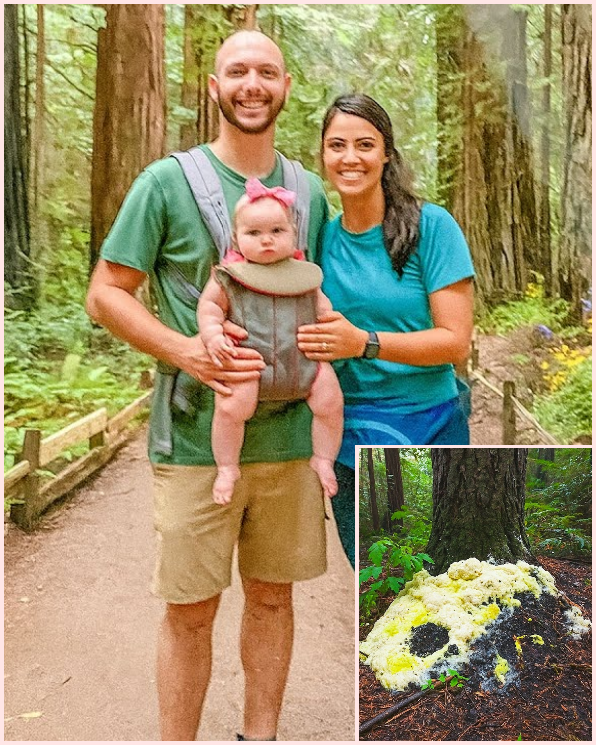 They Vanished in Redwoods, 4 Years Later Hikers Find a Strange Fungus Infestation at Tree…