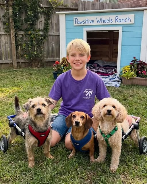 My 12-year-old son built a shelter for 3 disabled dogs — one night, our entitled neighbor SMASHED everything, but 24 hours later, karma hit her hard.