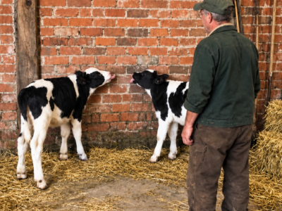 His Calves Wouldn’t Stop Licking One Barn Wall—Then Robert Found the Door Behind It